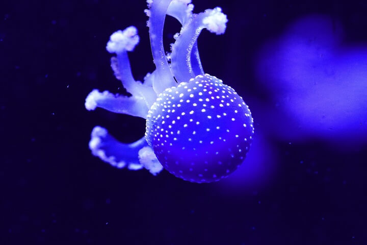 Sea World Spectacle: A Comprehensive Guide to Underwater Wonders